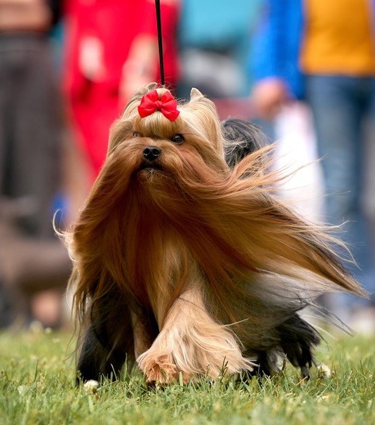  ELM DENDI LUCKY BOY BY GREAT &mdash; Labaza DogPedigree YorkshireTerrier